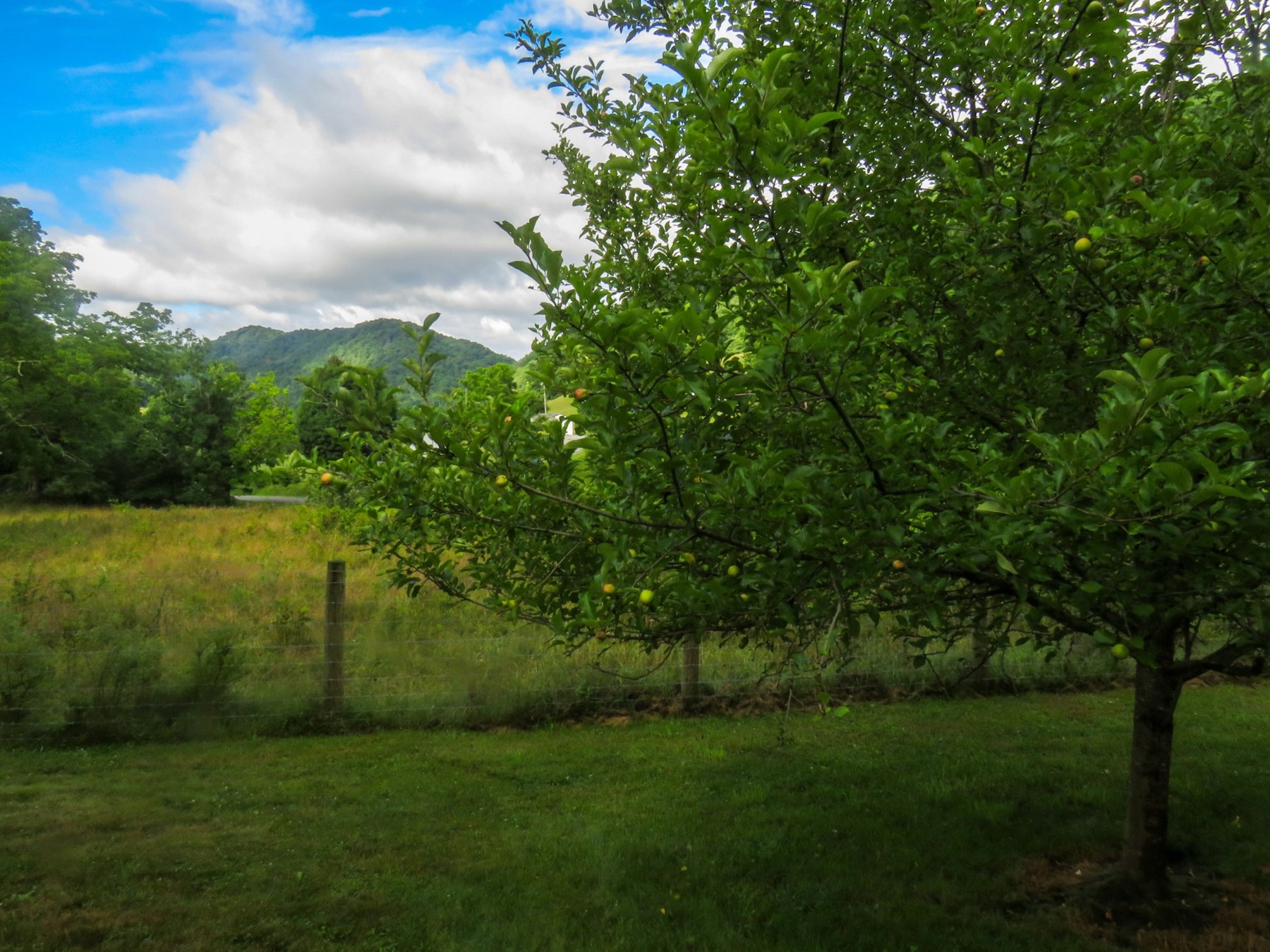 An orchard beside green hills