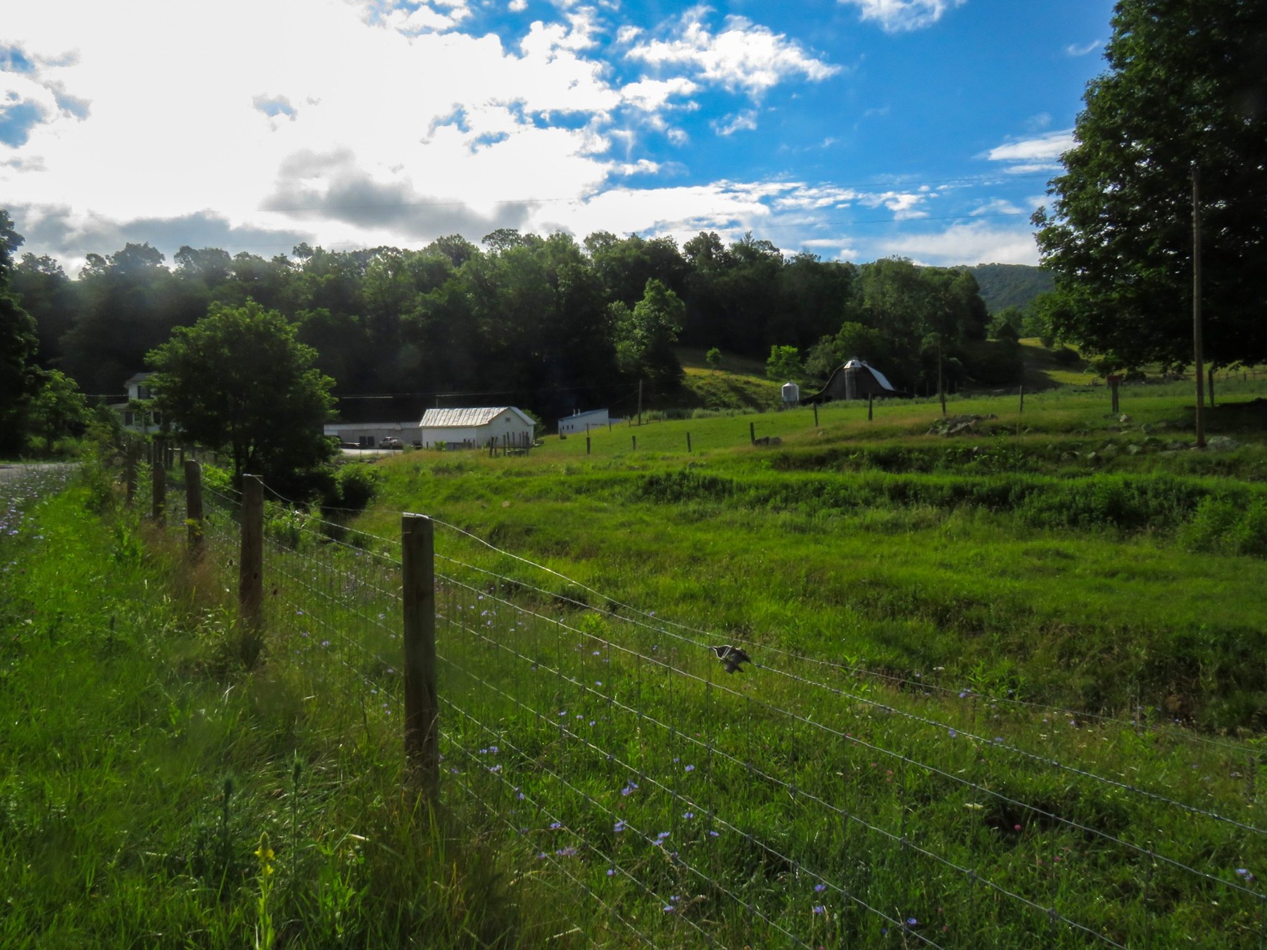 Farm buildings across a green pasture