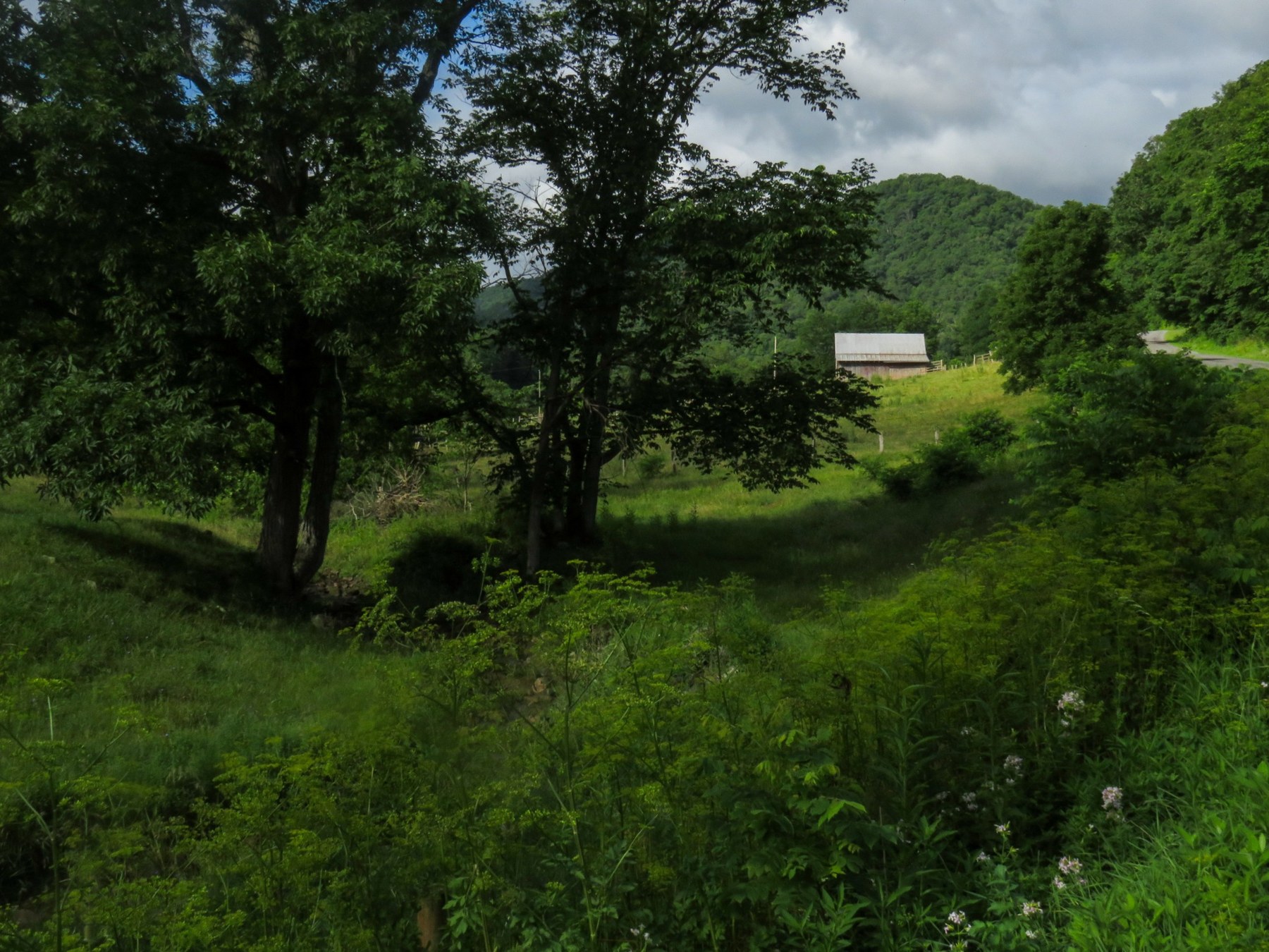Trees and a barn in a green valley