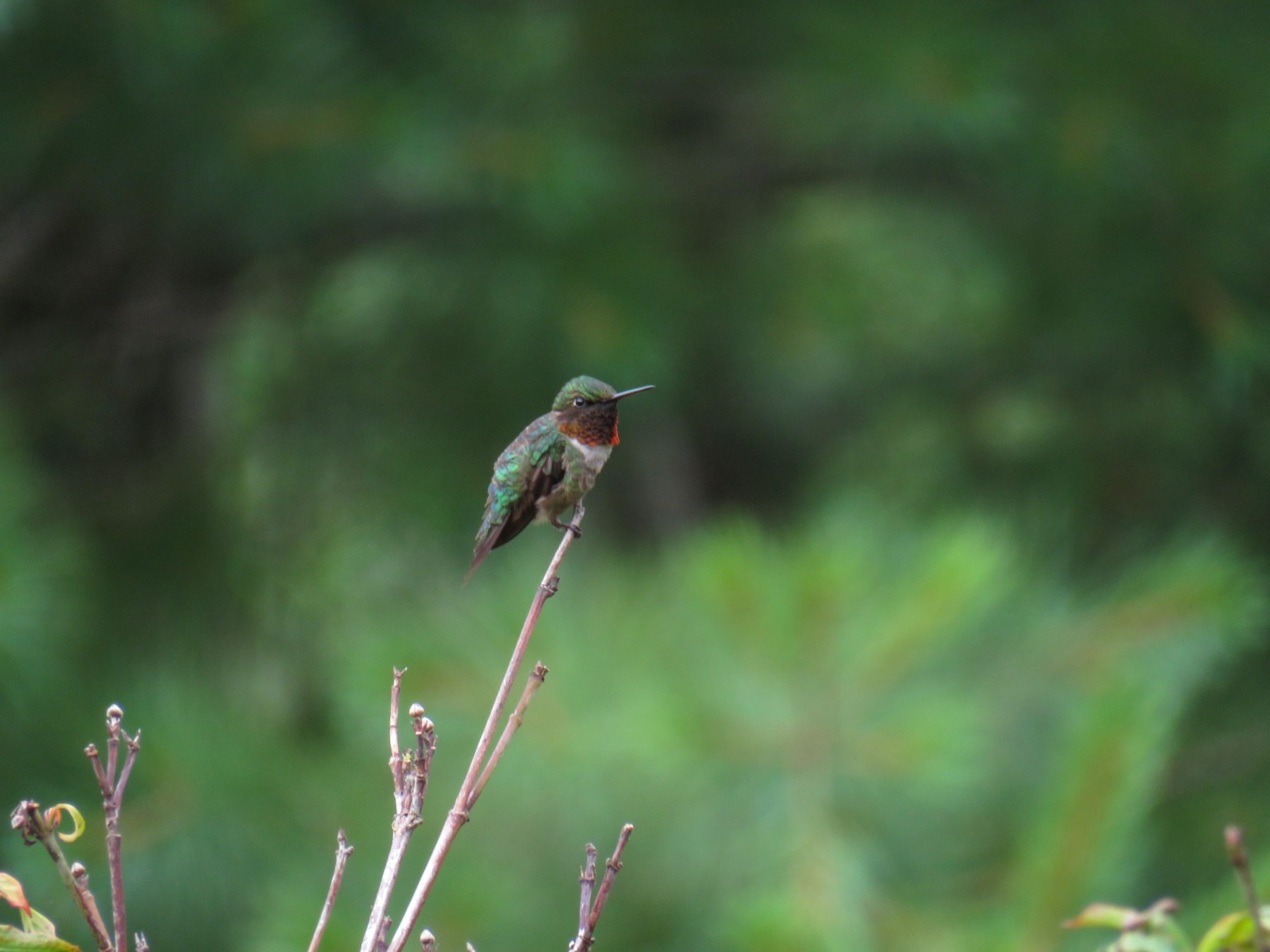 A hummingbird perched on a slender branch