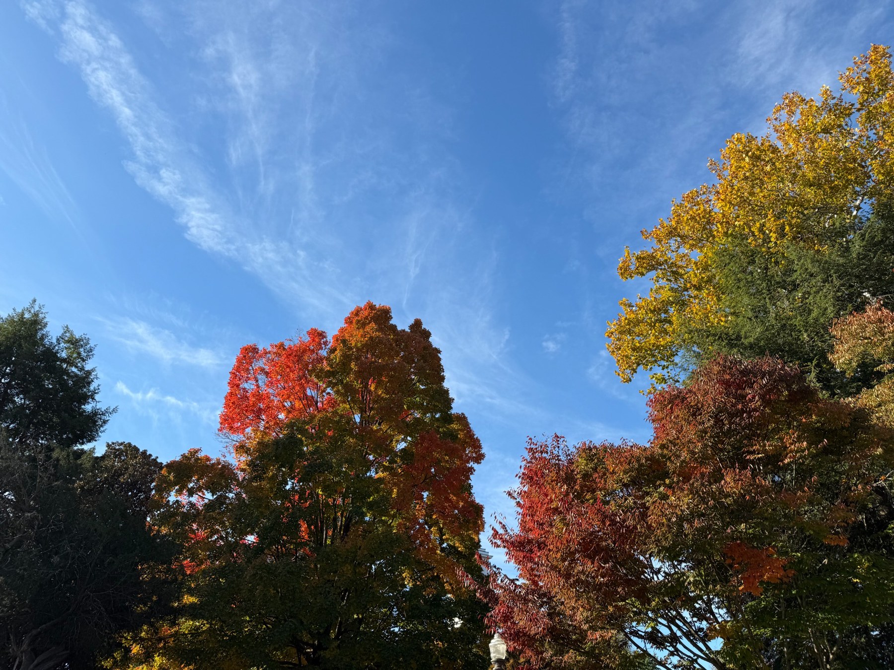Autumn trees beneath a blue sky