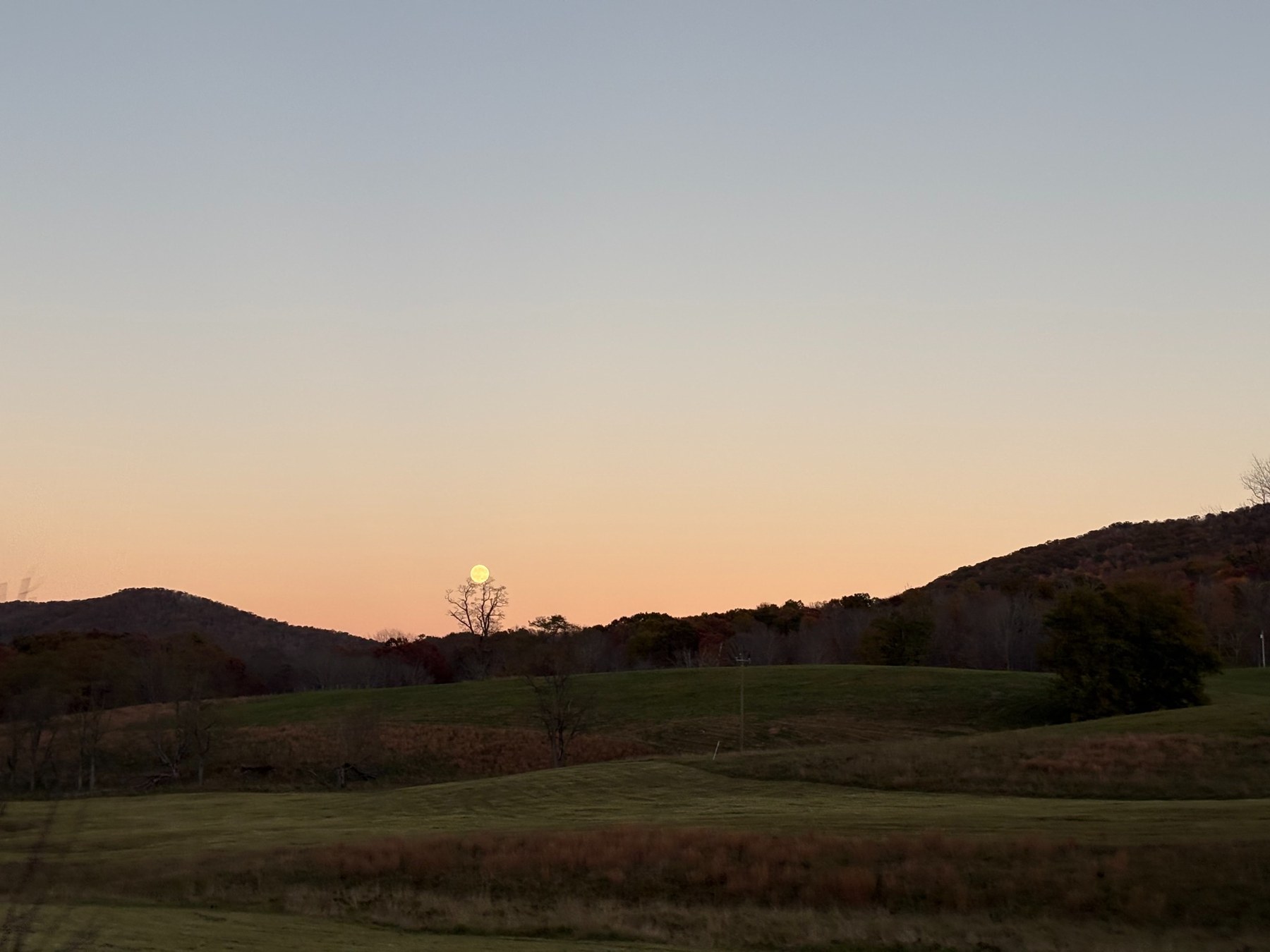 The moon above a bare tree at dusk